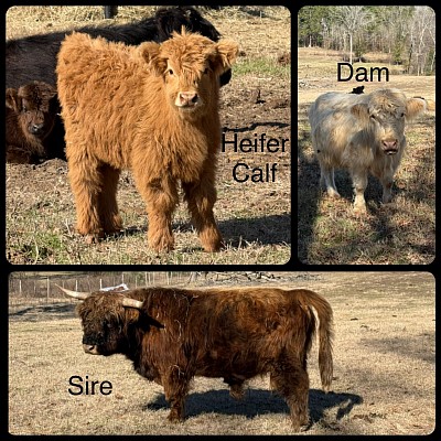 Mini Highland Heifer Calf - $6000 - SOLD Pending Pickup