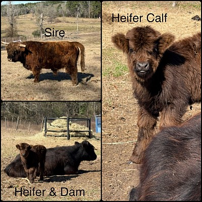 Mini Highland Heifer Calf Dare- $4000 - SOLD Pending Pickup