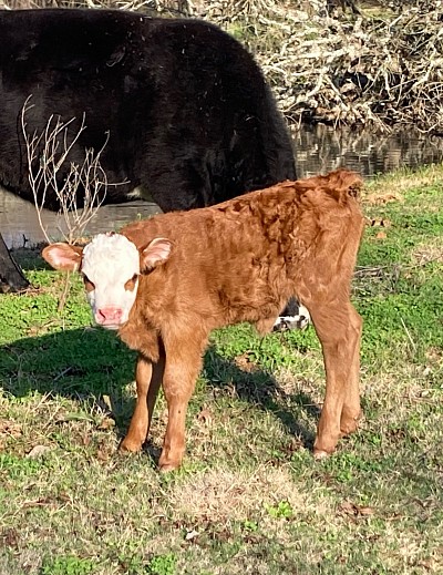 Beauty - 3/4 Mini Crossbred Heifer - $1750