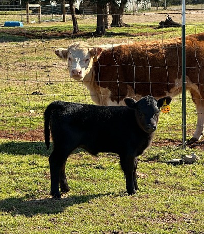 OMA Evie - Registered Fullblood Aberdeen (Lowline) Angus Heifer - $2000 - SOLD Pending Pickup