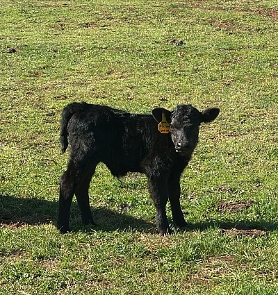 OMA Stetson - Fullblood Registered Aberdeen Angus - $1500