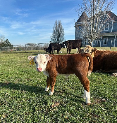 OMA Layde’s Man - Polled Registered Mini Hereford Bull calf - $1750