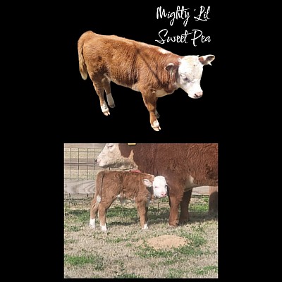 Sweet Pea - Registered Mini Hereford Heifer - $2500