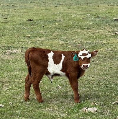 Bandit - Mini Panda Bull Calf - $1500