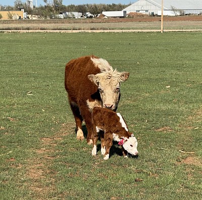 6k Layla - Registered Mini Hereford - $2500