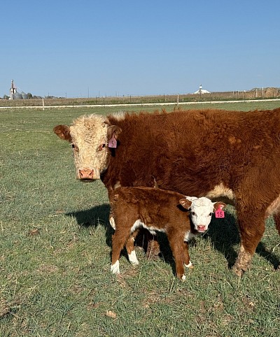 6K Sunday Rose - Registered Mini Hereford - $2700