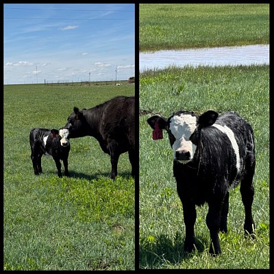 Lavender’s Laurel - Panda Heifer - $2300 - SOLD Pending Pickup