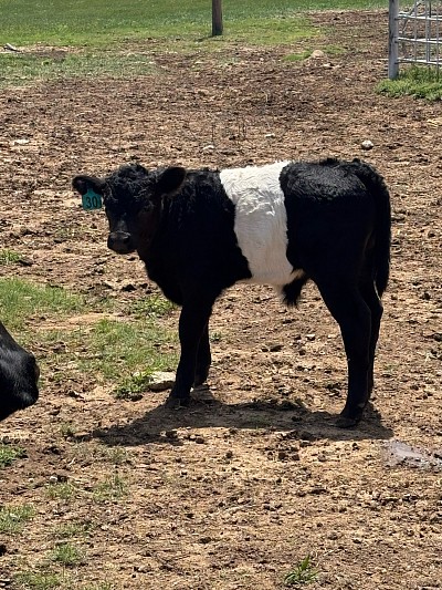 Silverado- Belted Bull/Steer - $1500