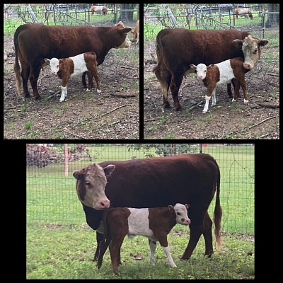 Baylen - Panda Bull Calf - $1500