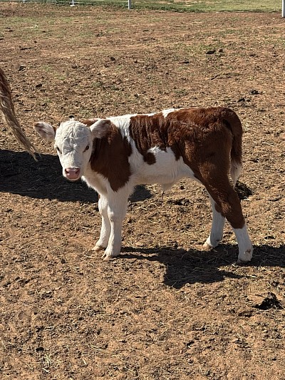 Ivy - Crossbred Mini Heifer - $2400