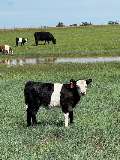 Grace - Mini Belted Heifer - $2400 - SOLD Pending Pickup