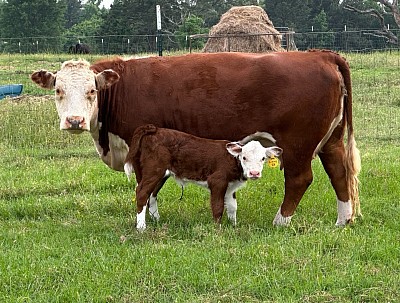 OMA Lizzy - Registered Mini Hereford Heifer - $2750 - SOLD Pending Pickup