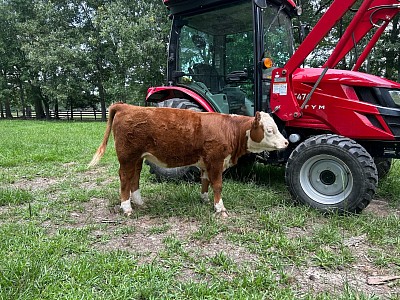 GF Daisy- Registered Polled Mini Hereford Heifer- $2750