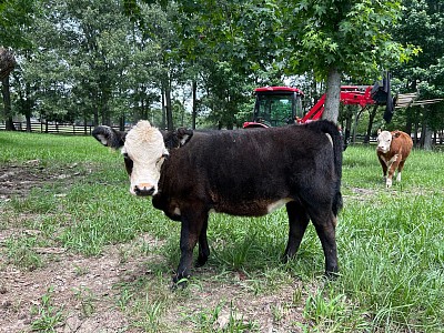 GF Wendy - Black Baldy Heifer