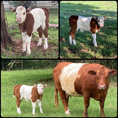 Lijah - Mini Panda Bull calf - $1500