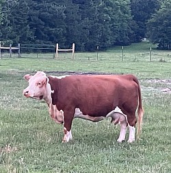 SLC Annie Oakley 703 - 43923751 - Registered Mini Hereford - DOB 9-3-17