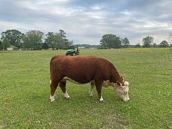 JCS Liza Jane 1806 - 44034977 - Registered Miniature Hereford - DOB 12-27-18