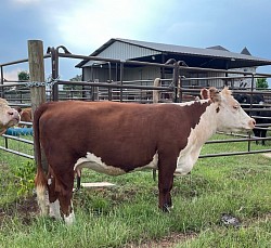 MAU Classic Letty - P44016596 - Registered Polled Classic Hereford - DOB 3-27-19