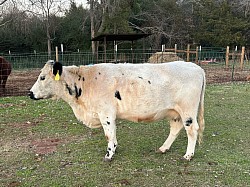 Cashmere - British White - FS 1 - DOB 11-22-19