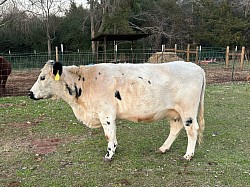 Cashmere - British White - DOB 11-22-19