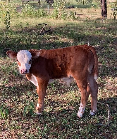 Asher - 3/4 Mini Hereford Crossbred Bull Calf - $1200
