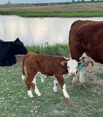 Sir Duke - Registered Mini Hereford Bull Calf - $2000