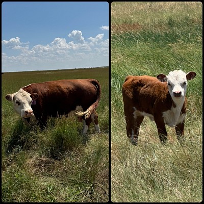 Belle of the Ball & Southern Belle - Registered Mini Hereford Cow / Heifer Calf Pair - $4850