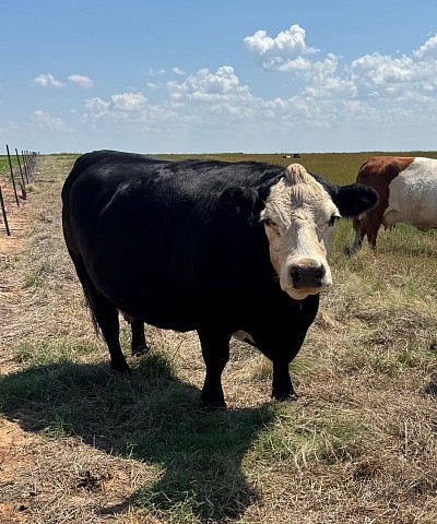 Zeena - Exposed Crossbred Cow - $1750