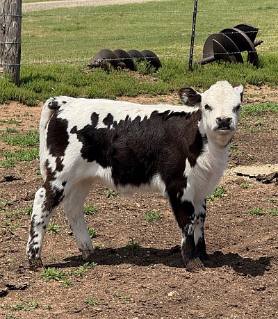Swayzi Jane - Mini Hereford / British White Cross Heifer Calf - $2400 - SOLD Pending Pickup