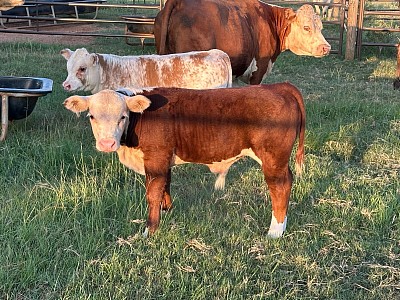 OMA Lincoln - Registered Mini Hereford Bull Calf - $TBD
