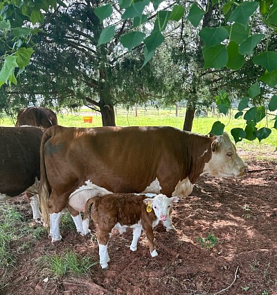 OMA Wild Bill - Registered Mini Hereford Bull Calf - $TBD