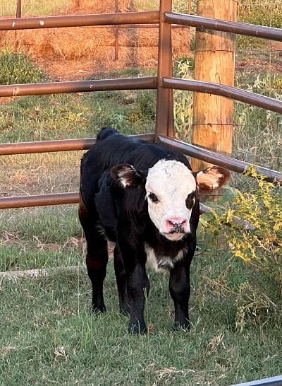 Black Baldy Crossbred Heifer Calf $1600