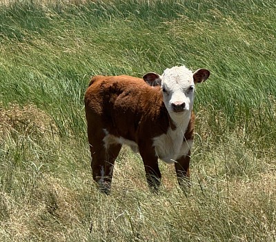 Southern Belle - Registered Mini Hereford Heifer Calf - $2400