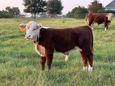 OMA Lincoln - Registered Mini Hereford Steer Calf - $1300 - SOLD Pending Pickup