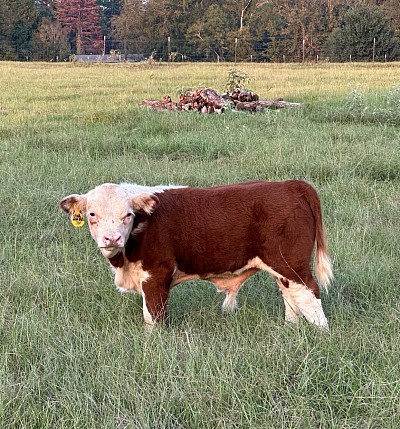 OMA Wild Bill - Registered Mini Hereford Bull Calf - $1750
