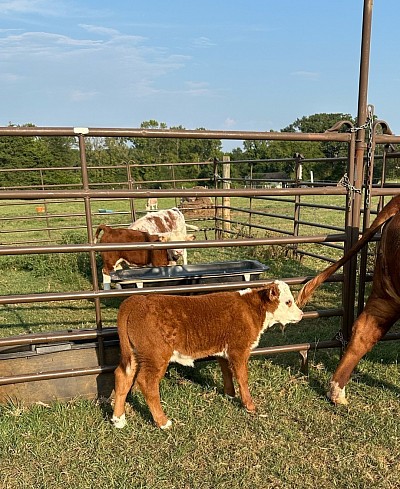 OMA Honey - Registered Mini Hereford Heifer- $ 2750