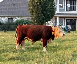 OMA Hoss - Registered Homozygous Polled Mini Hereford Bull @ 17 months old