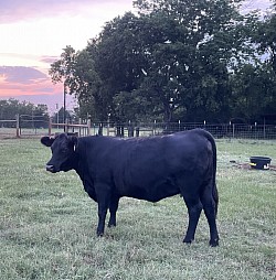 AWR Big Betty - 45752  - Registered 50% Lowline Angus (Aberdeen) - DOB 4/9/21