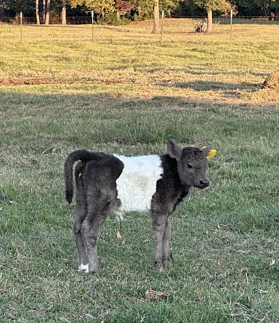 OMA Sky - Polled Lowline Cross Belted Heifer Calf - $2000 - SOLD Pending Pickup