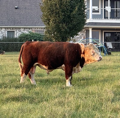 OMA Hoss at 17 months old