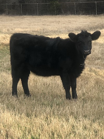 Lacie - Half Mini Aberdeen & Angus Heifer - $1500