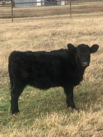 Baby - Full Mini Aberdeen Heifer - $1700