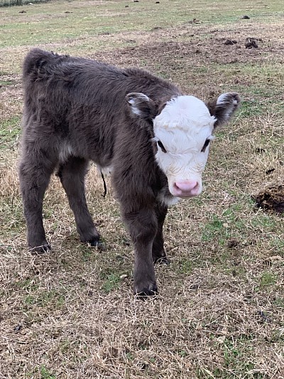 Possum - Highland Cross Heifer Calf - $1800 - SOLD Pending Pickup