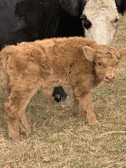 Teddy - Highland Cross Bull calf - $2000 - SOLD Pending Pickup