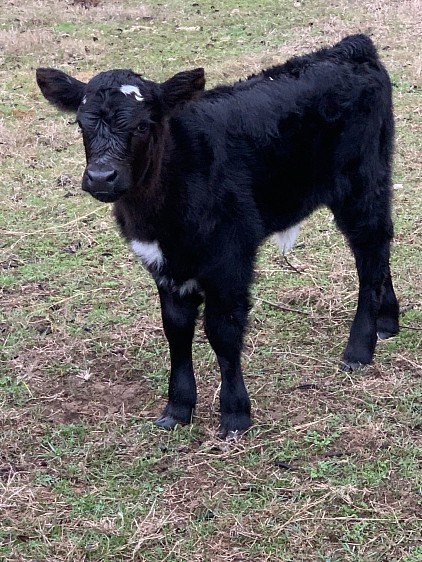 Onyx - Highland Cross Heifer Calf - $1500 - SOLD Pending Pickup