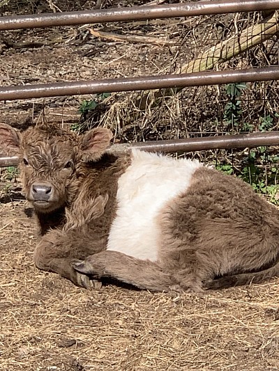 Sambo - Highland Cross Bull calf - $2000