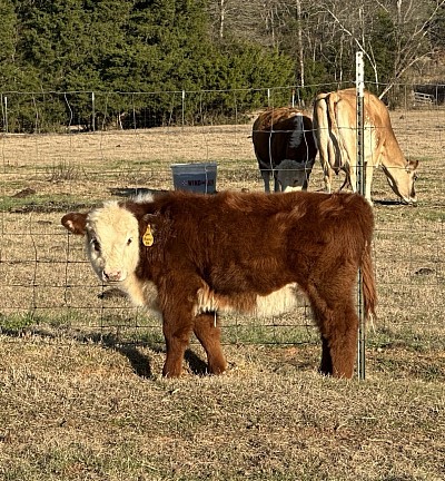 OMA Honey - Registered Mini Hereford Heifer- $2750