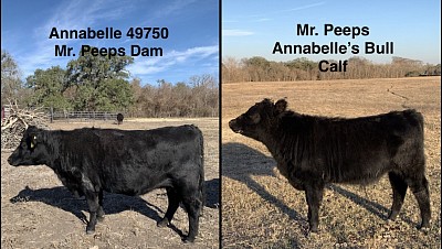 AWR Miss Annabelle 12L - $1500,  Mr Peeps - $1500,    OR Pair for $2800