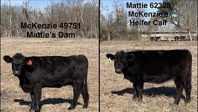 AWR Miss McKenzie -$1500, AWR Mattie 47N - $1500 OR Pair for $2800