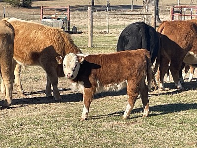 For Sale - Queen B - 75% Mini Hereford crossbred Heifer - $1600